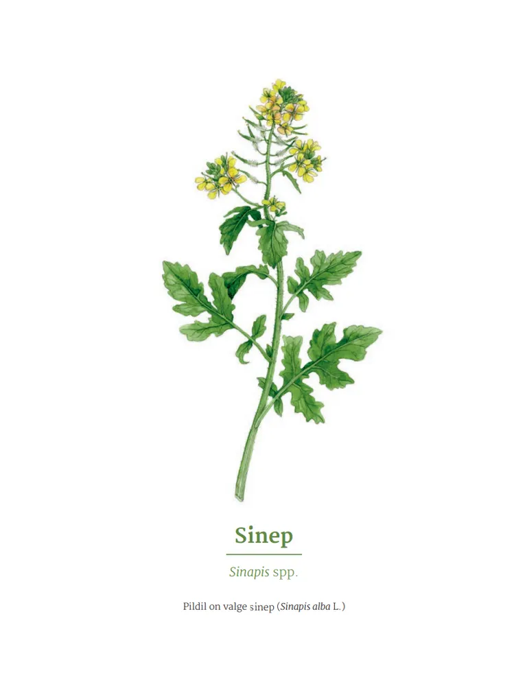 Sinepitaim