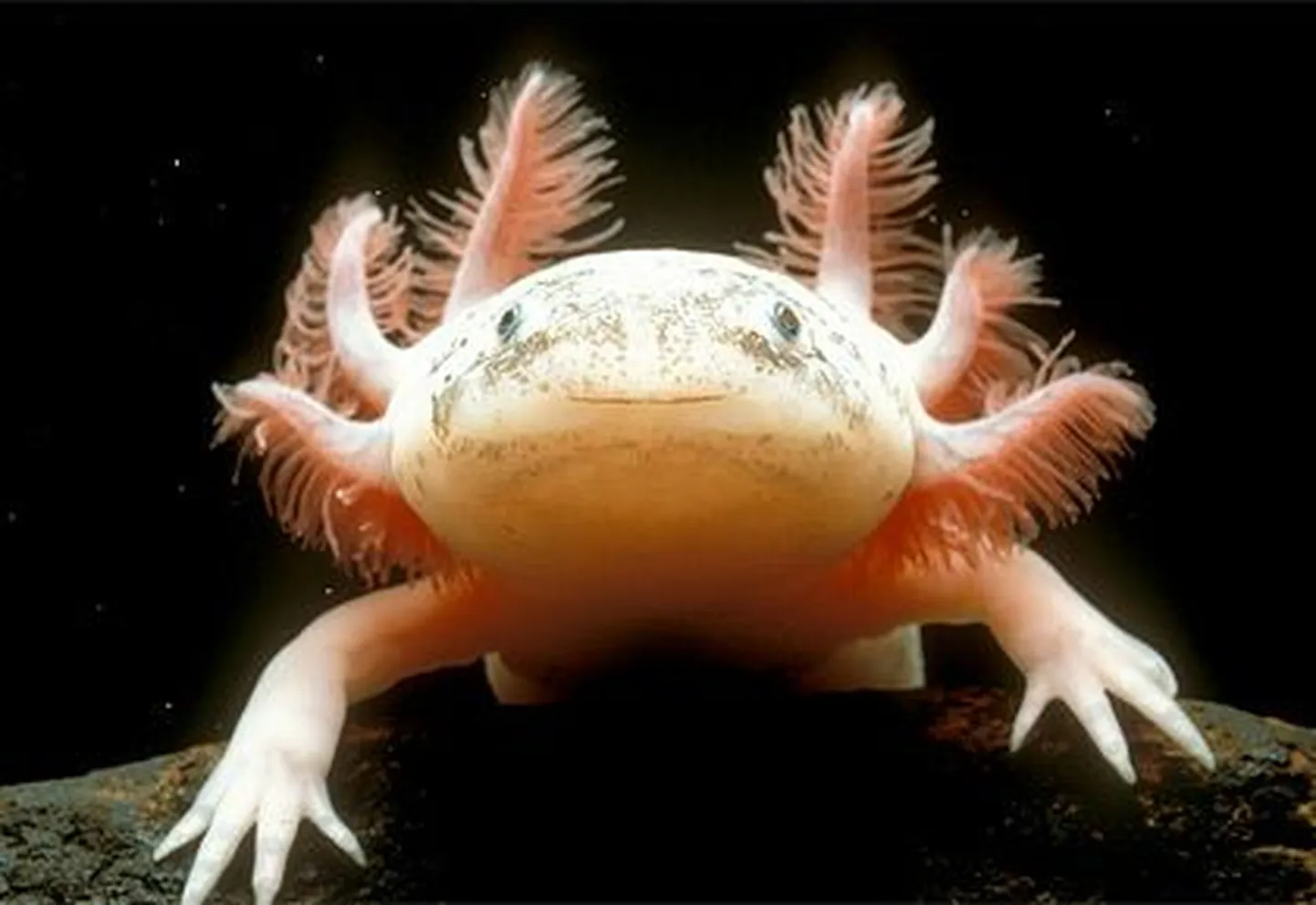Mehhiko tömpsuu (Ambystoma mexicanum)
