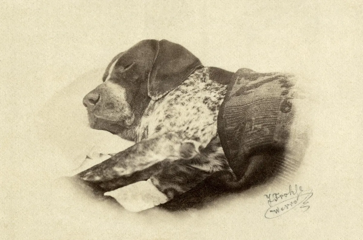 Fotograaf Julius Frohse Kreutzwaldi koera post mortem, 1864.