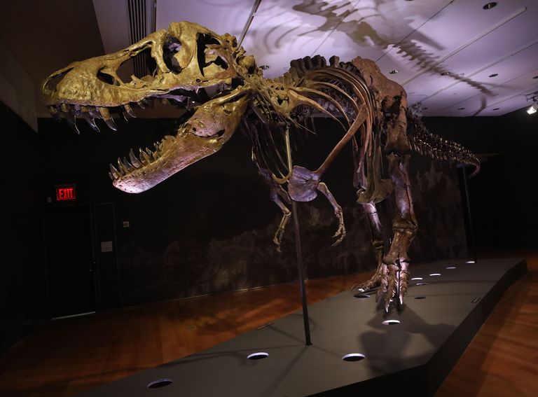 Türannosaurus Stani skelett