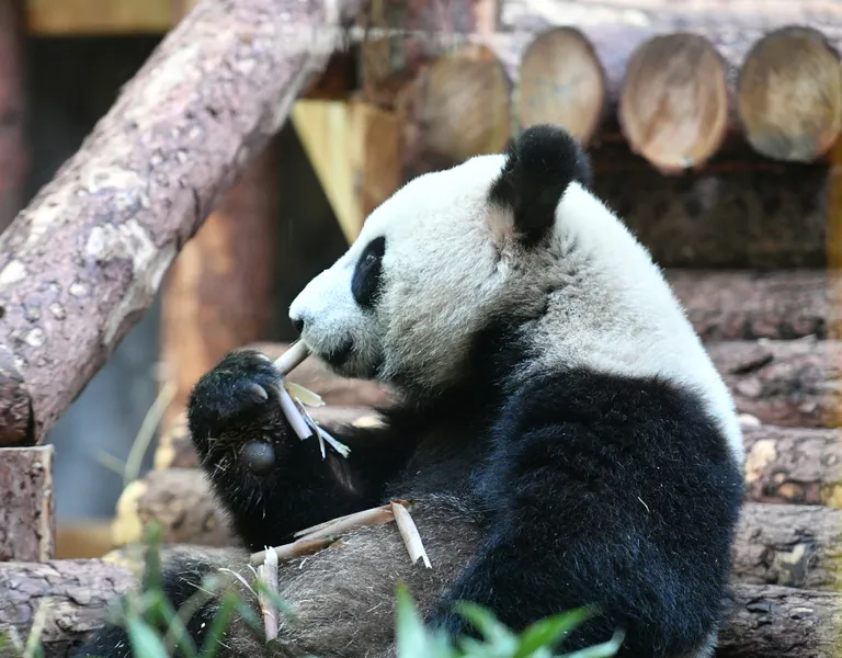 Putinile kingitud panda.