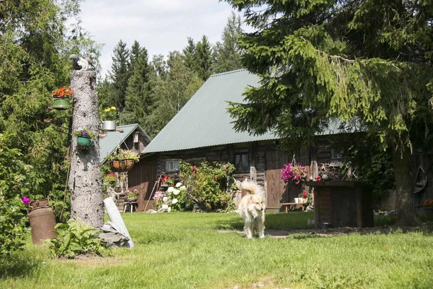 2017. aasta külas Läsnal-Loobul on palju kauneid taluõuesid, näiteks Läsna rahvamaja juhataja Heli Napi kodutalu õu.