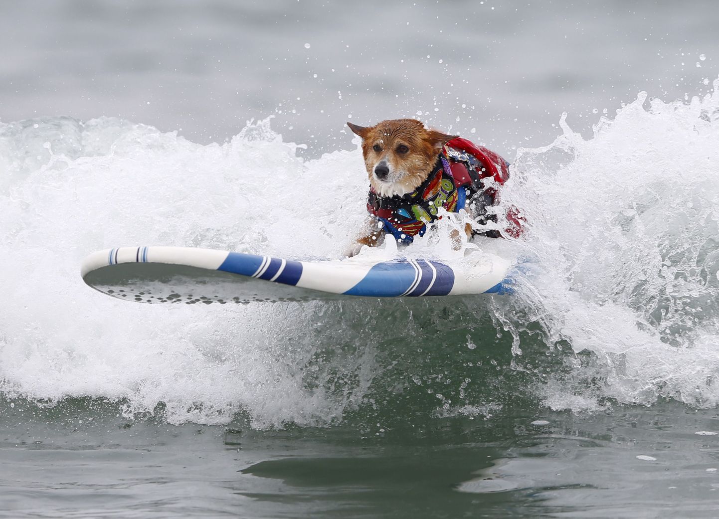 Koerte surf on viimasel ajal järjest enam populaarsust kogunud. Ricochet on ainus koer, kes tegeleb erivajadusega inimestega. Pildil ei ole Ricochet.