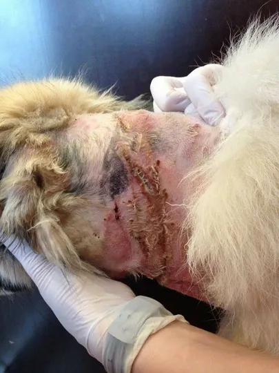 Ida-Virumaalt päästetud koer Bella, kellel kett kaelalihastesse soonis.