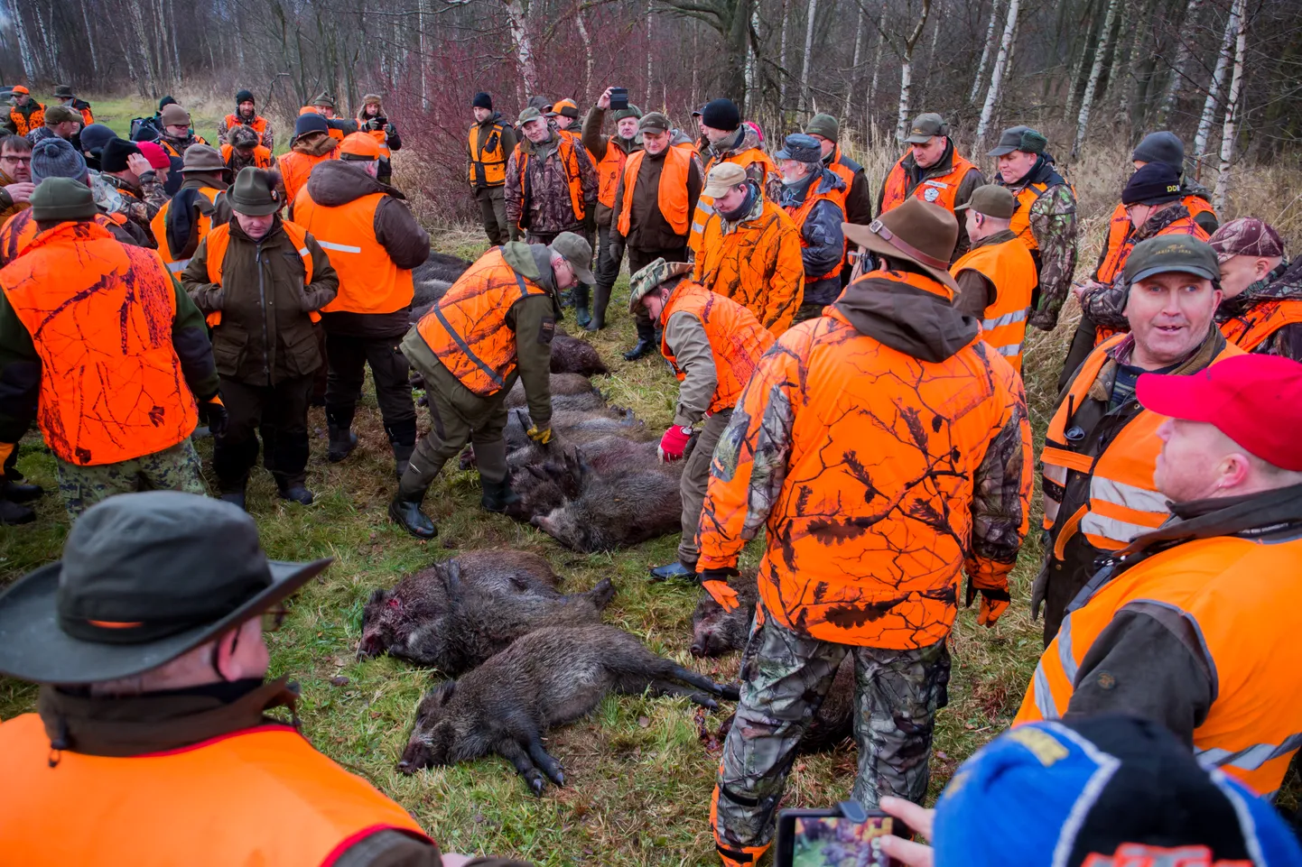Metsseajaht Tallinnas Paljassaare poolsaarel 2015. aastal.
