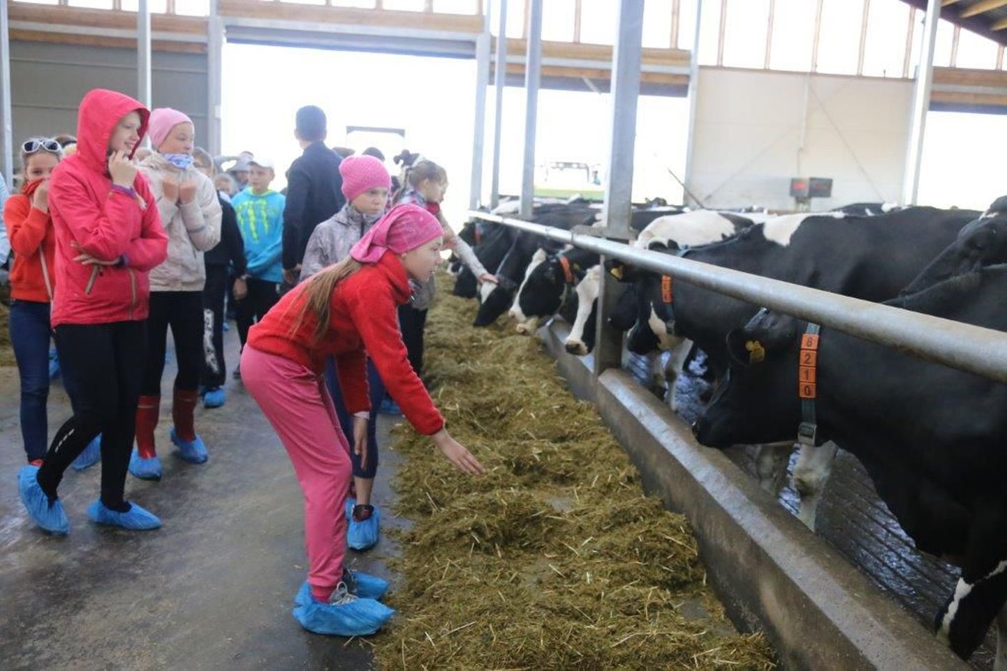 Avatud talude päeval ootab ühena paljudest külastajaid ka Väätsa Agro Lõõla farmikompleks.
