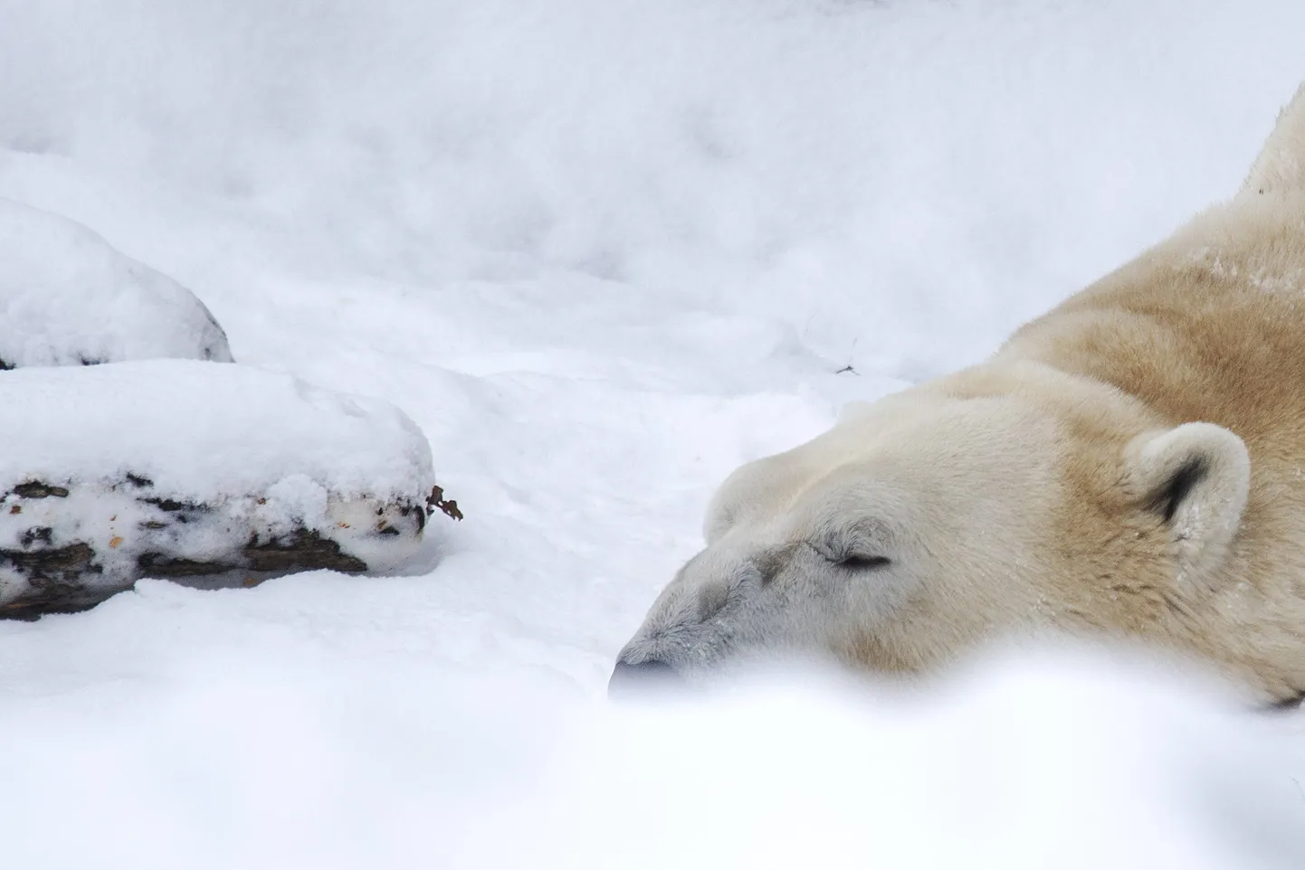 Jääkaru Viini loomaaias. Foto on illustratiivne.