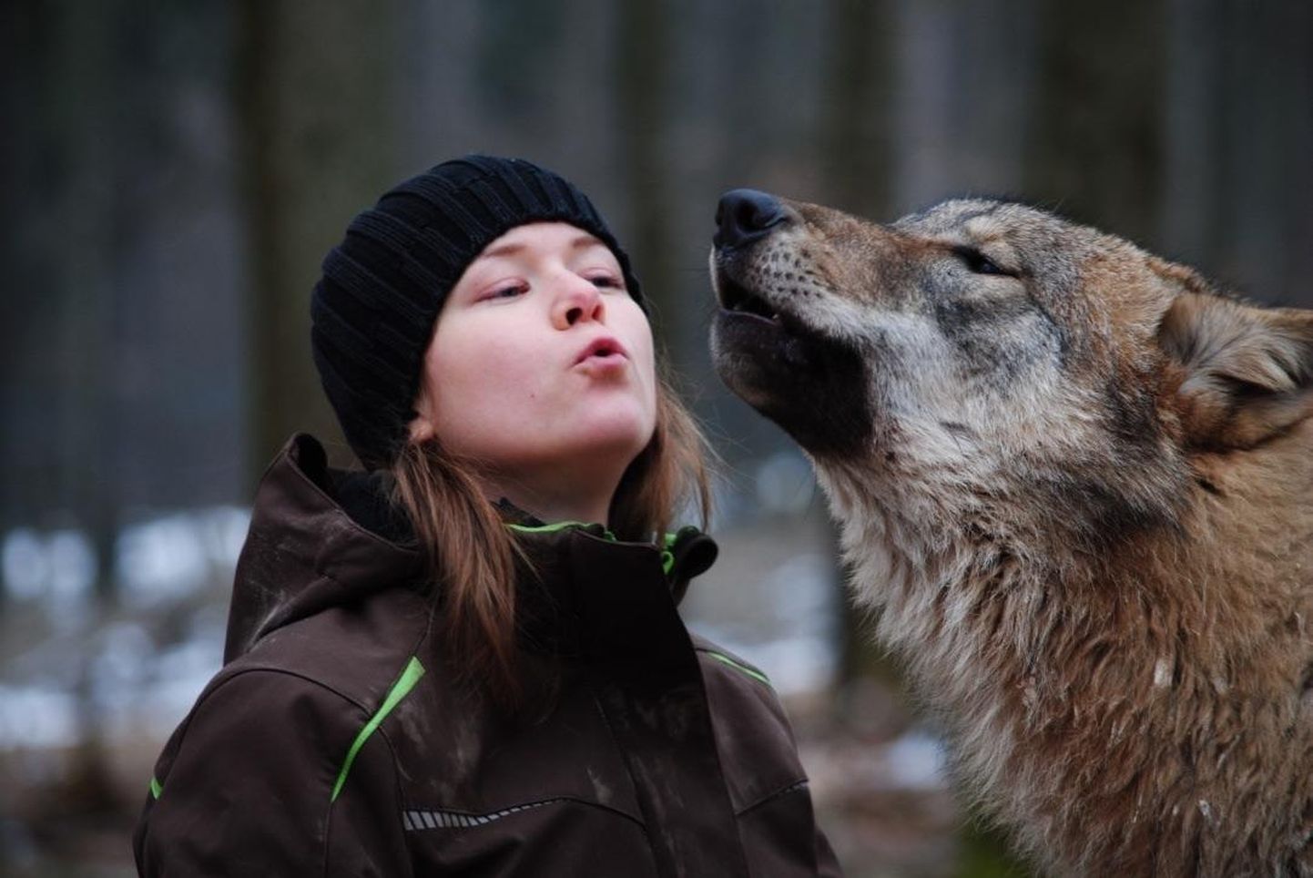 Laura Kiiroja õpib Kanadas doktorantuuris koerlaste käitumist ja kognitsiooni. Pilt on tehtud inimestega harjutatud hundiga Saksamaal Wildenburgi loomapargis. Kiiroja kuulus põhigruppi, kes seal hunte juba varasest east saati kasvatas.