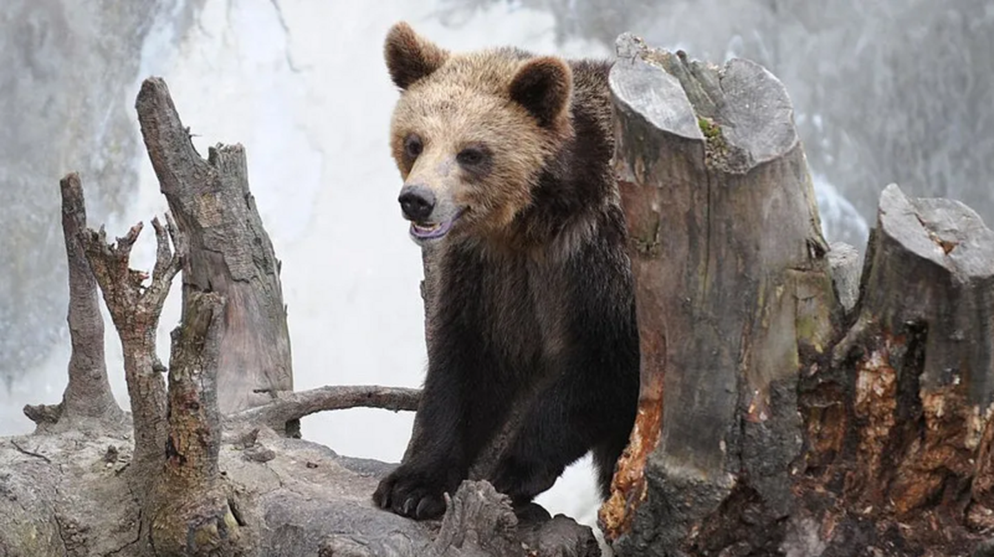 По словам ученых, в Словакии живет около 1275 медведей (архивное фото)