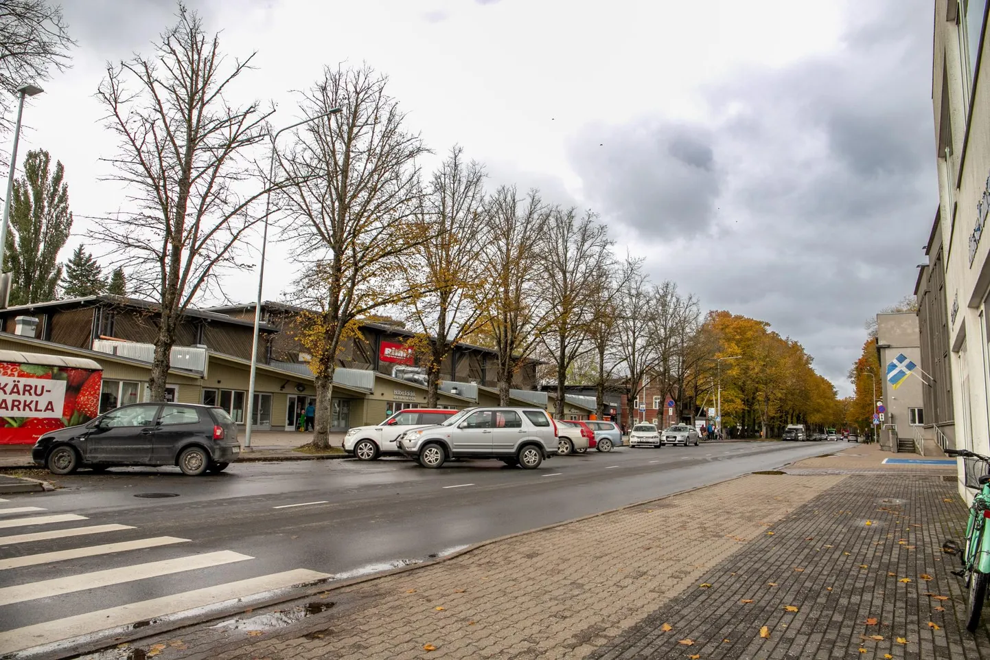 Sel mõni päev tagasi tehtud pildil on näha, kuis parkla ja laialt asfalteeritud kõnnitee vahele kasvama pressitud pärnad juba tükk aega ­tagasi lehed kaotanud, ­samas kui kõrval teised pärnad veel täiesti lehtes.