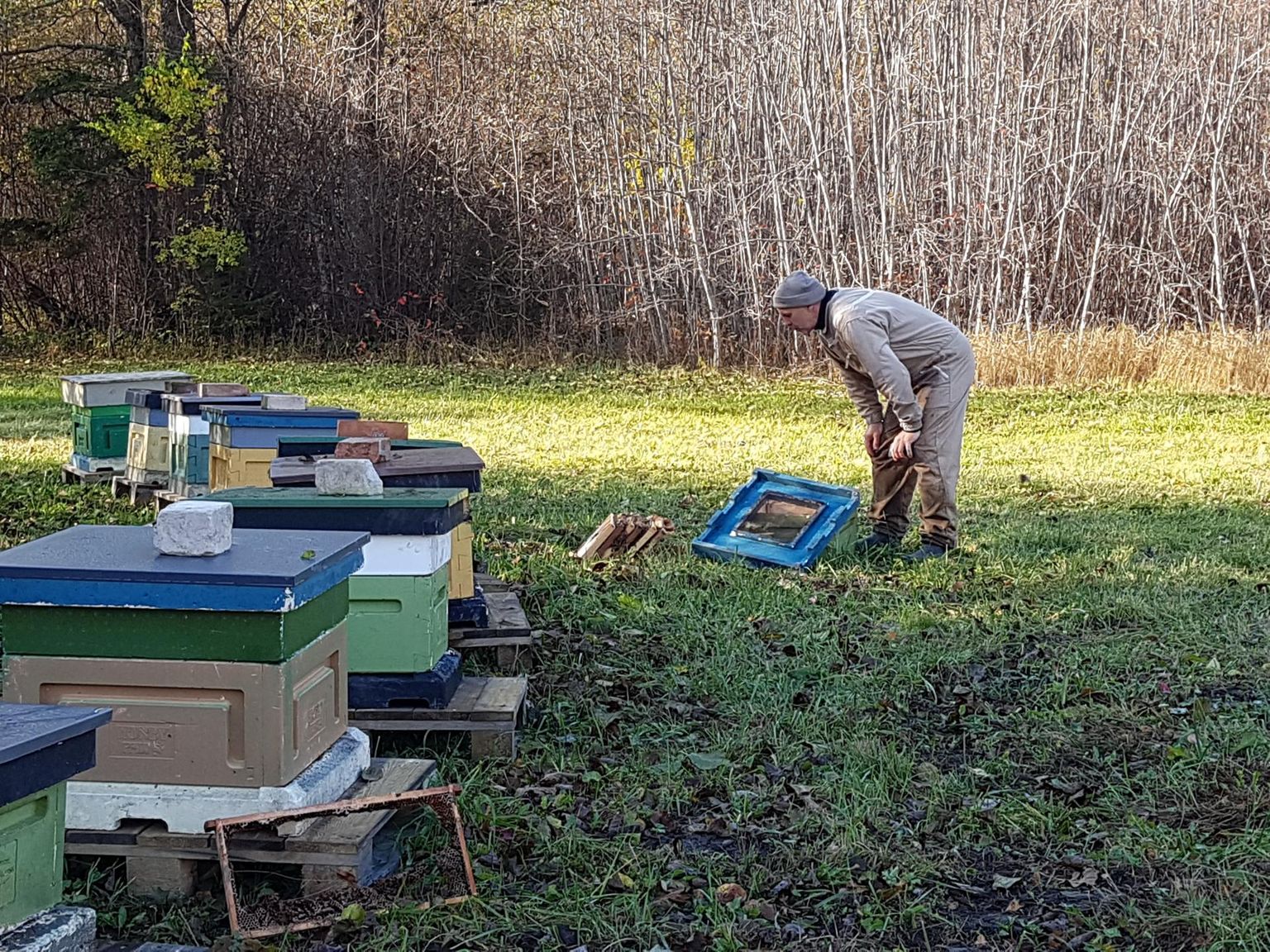 Mesinik Raivo Soo vaatab kurvalt, kuidas karu laiali tuustitud mesitaru riismetes mesilased lihtsalt hukkuvad.