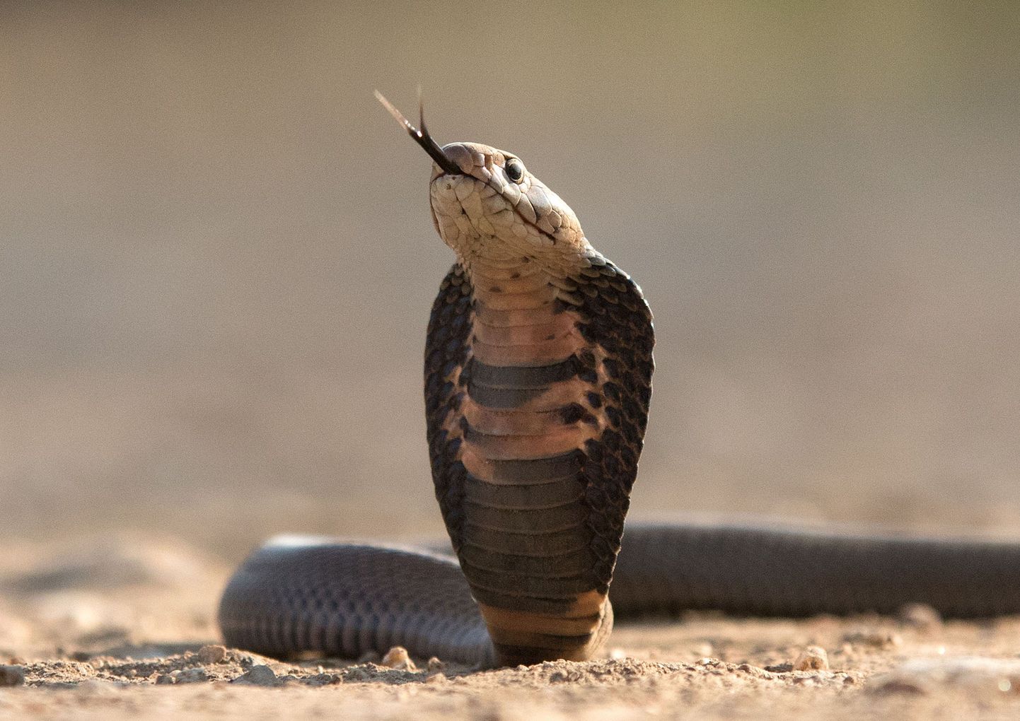 Kobra
