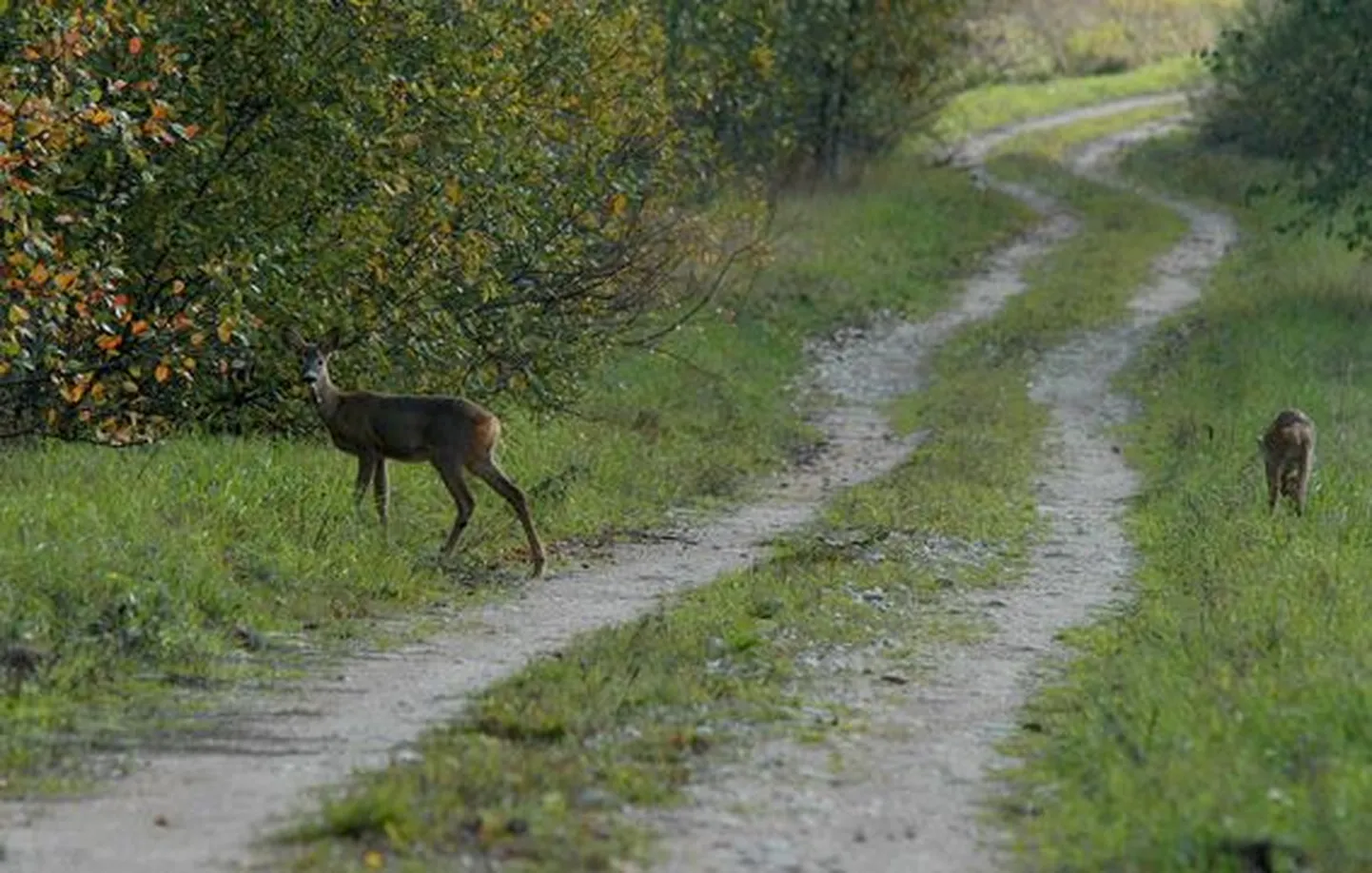 Metskitsedele on olnud viimased talved väga rasked, võrreldes paari aasta taguse ajaga elab neid meil enam kui poole vähem.