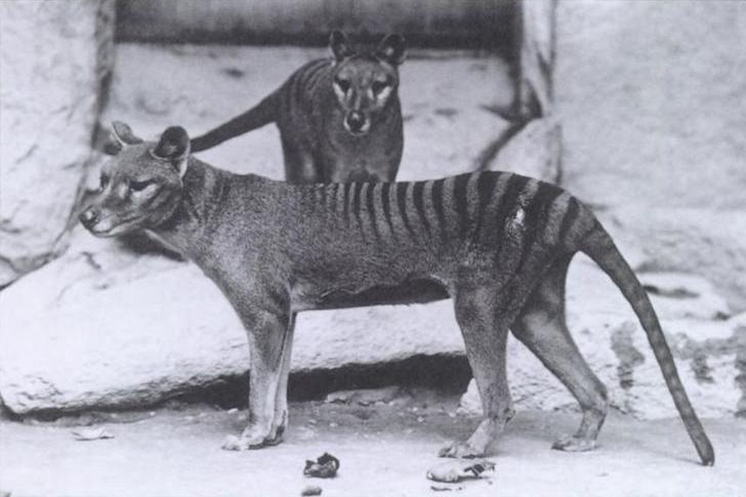 Kukkurhundid Washingtoni loomaaias 1902. aastal.