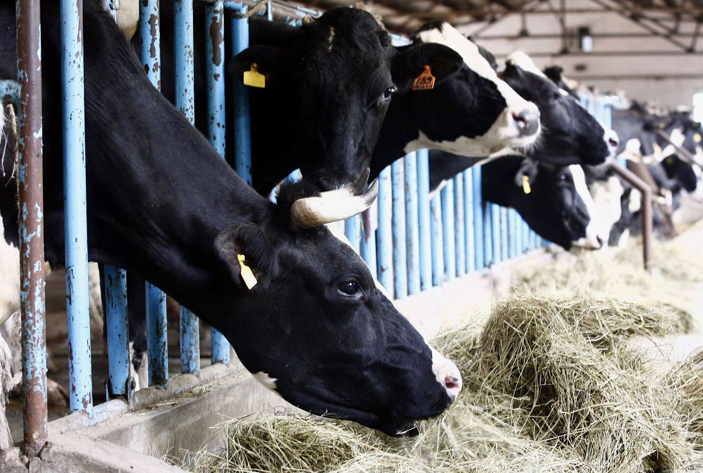Lehmadele küüslaugu söötmine päästab maailma?