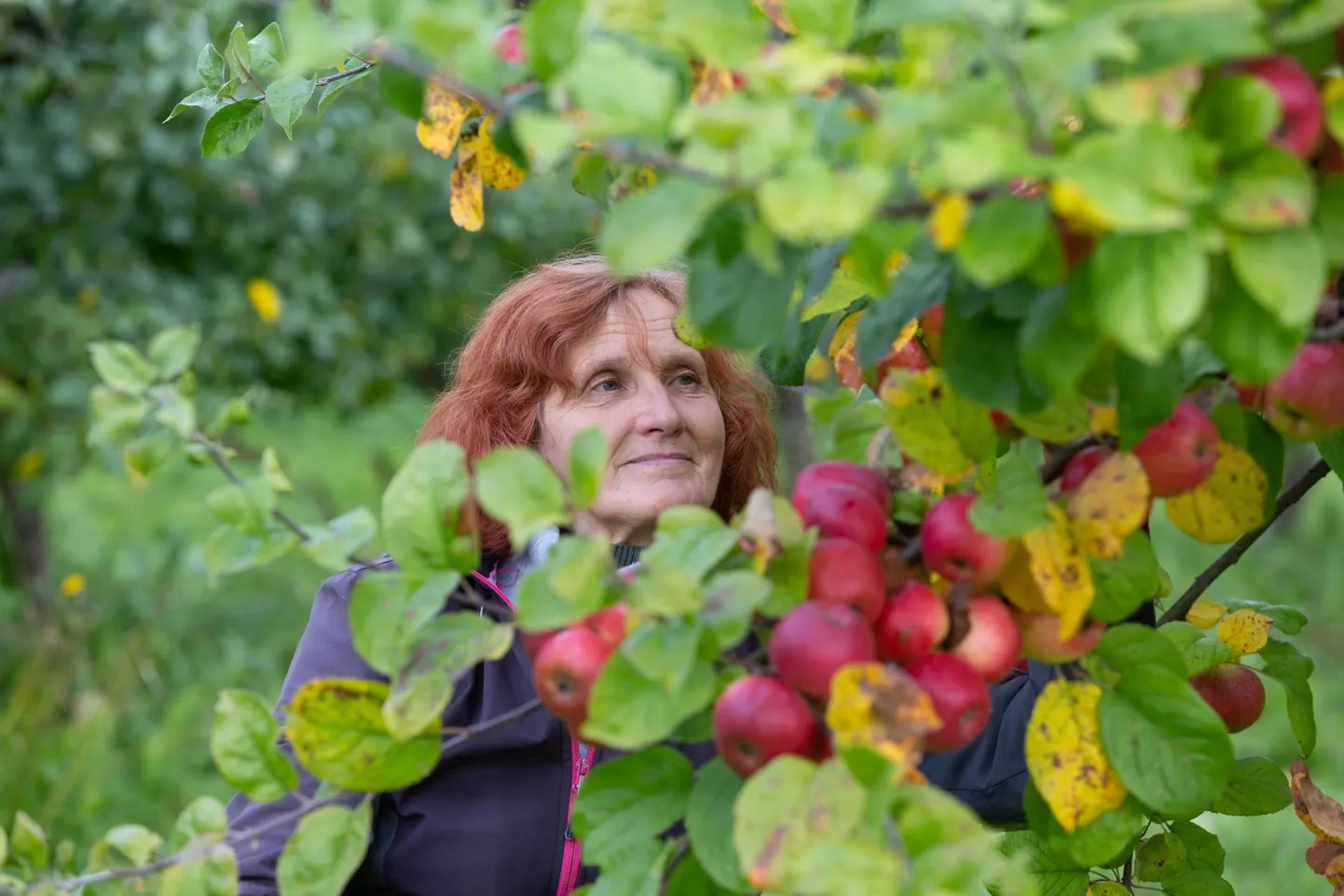 Polli aiandusuuringute keskuse peaspetsialist Kersti Kahu