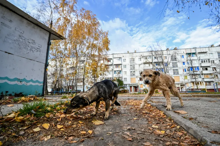 Kaks koera Zaporižžja oblastis Stepnohirskis, mis asub rindejoone lähedal