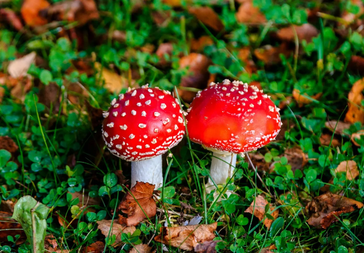 Kärbseseene tarbimisele ei tohi inimesi üles kutsuda.