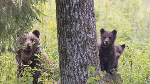 UURIMINE LÕPPES ⟩ Keskkonnaamet ei leidnud karu ja inimese vahelise füüsilise kontakti kohta Väike-Maarjas tõendeid