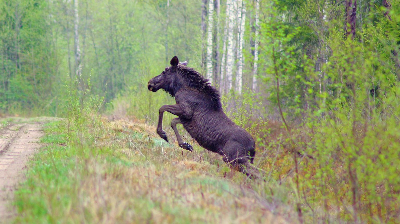 Põder teele jooksmas.