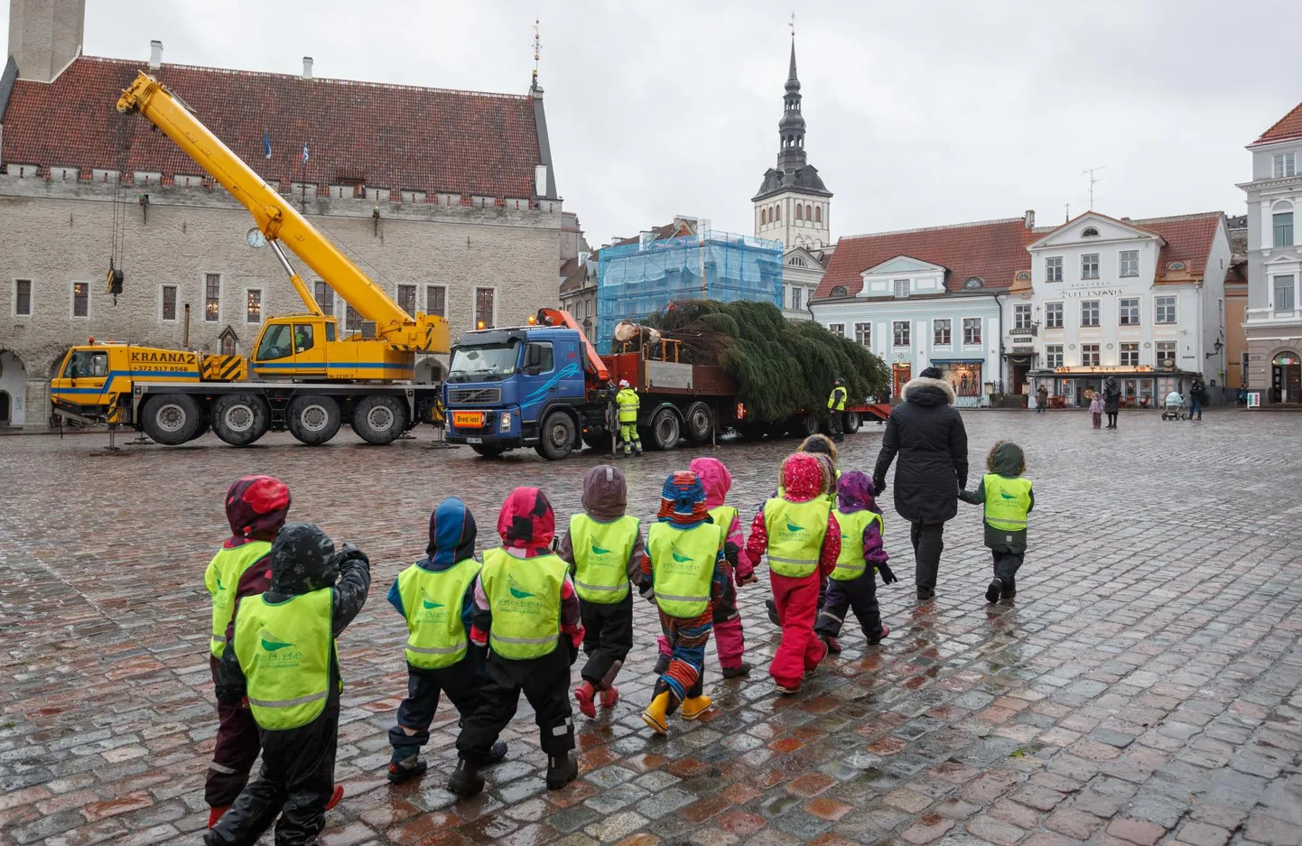 Tallinna jõulupuu jõudis juba ennelõunal Raekoja platsile. Kuusalu vallas Mäepea külas kasvanud 15 meetri kõrgune kuusk kaalub 1,9 tonni ja sellel on 52 aastaringi.