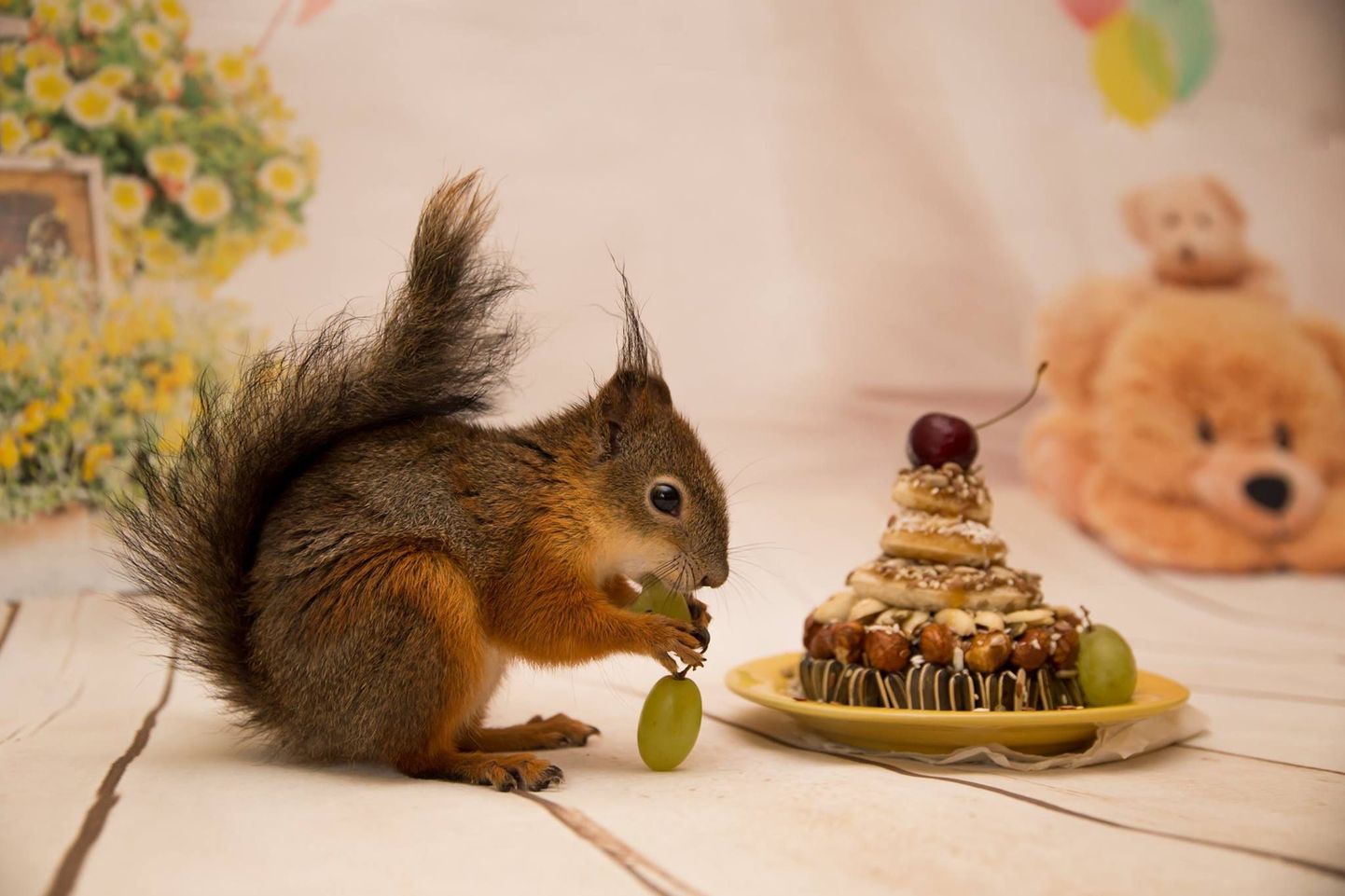 Orav Kribi maiustamas oma sünnipäevatorti.