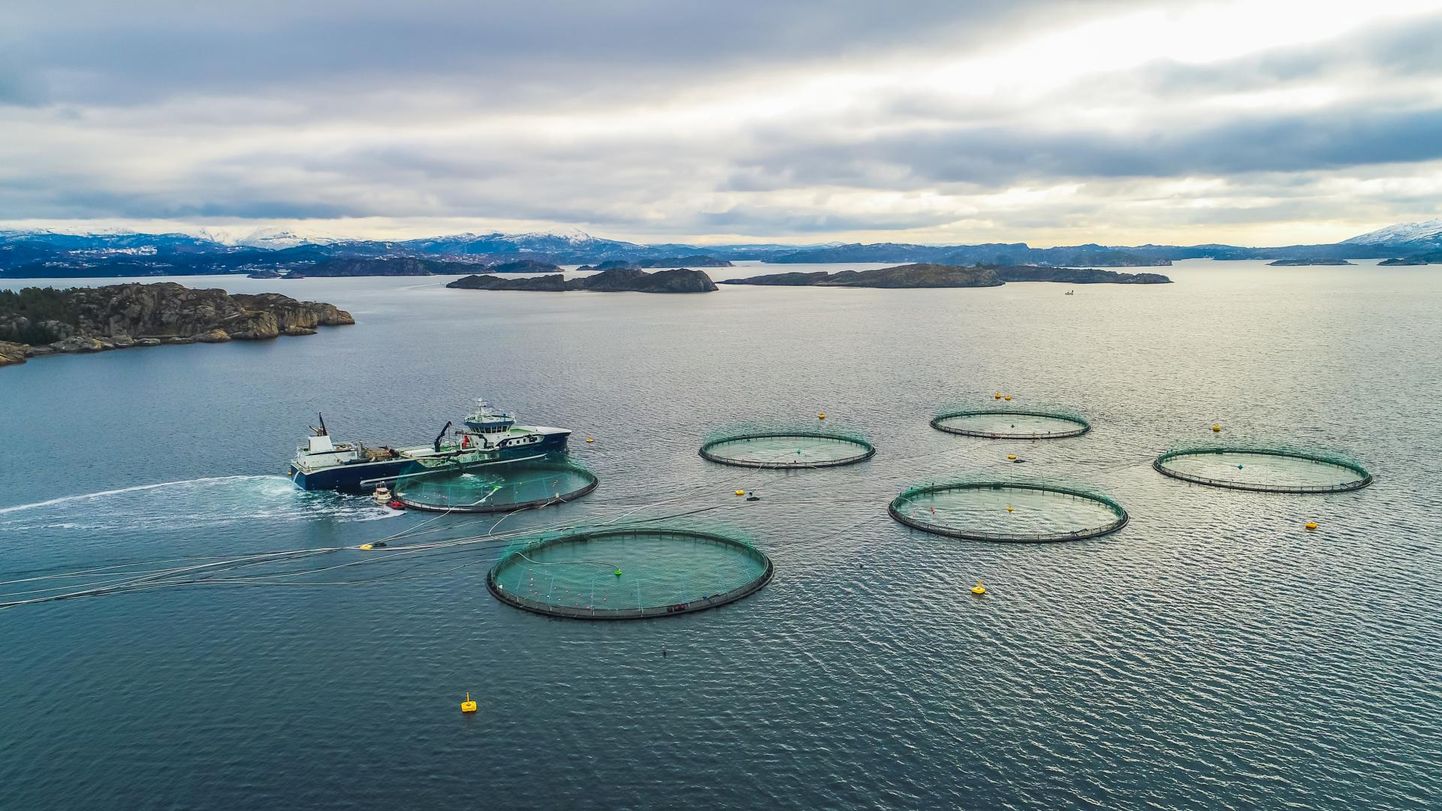 Eesti kalakasvataja hinnangul on kasvanduste kalatoodangu maht Norras saavutanud üsna võimaluste lae.