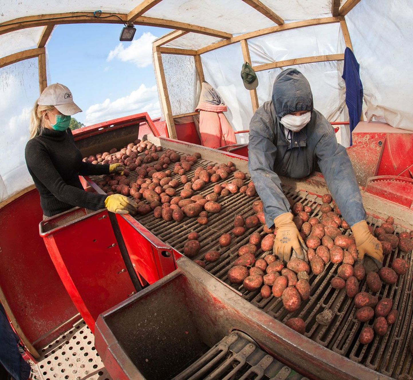 Väätsa kartulihoidja töötajad eile mugulaid sorteerimas. Eilseks oli 55 hektarist koristatud ligi kolmandik.