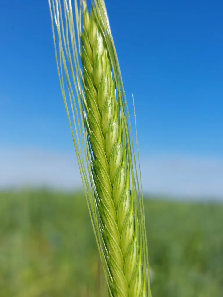 Ühetera ei tähenda seda, et nisu peas on ainult üks tera, vaid ­pähikus on üks tera.