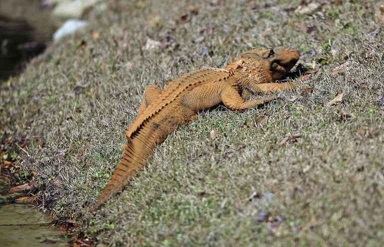 Oranž alligaator