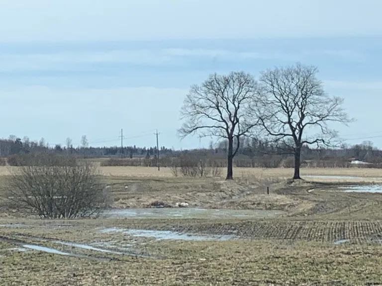 Kaavere Nõiaallikas on tõusnud põldudele.