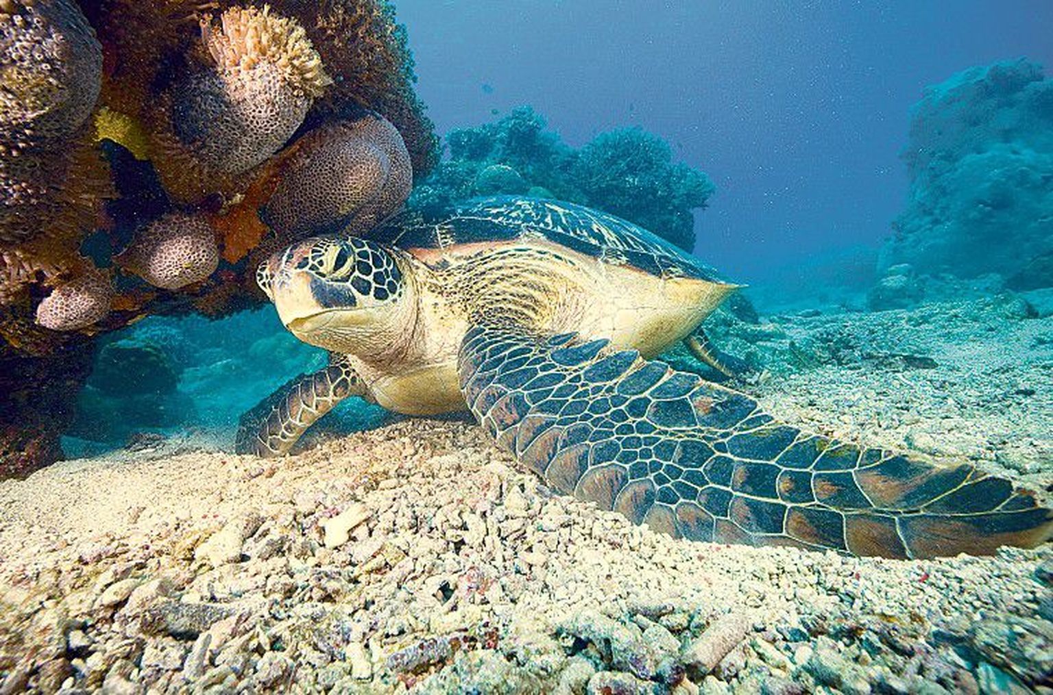 «Природа мира» — «Зеленая черепаха освобождается от лишнего».Кайдо Хааген (45, фотограф)