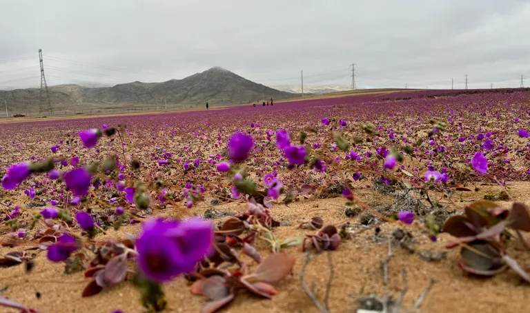 Atacama «õitsev kõrb».