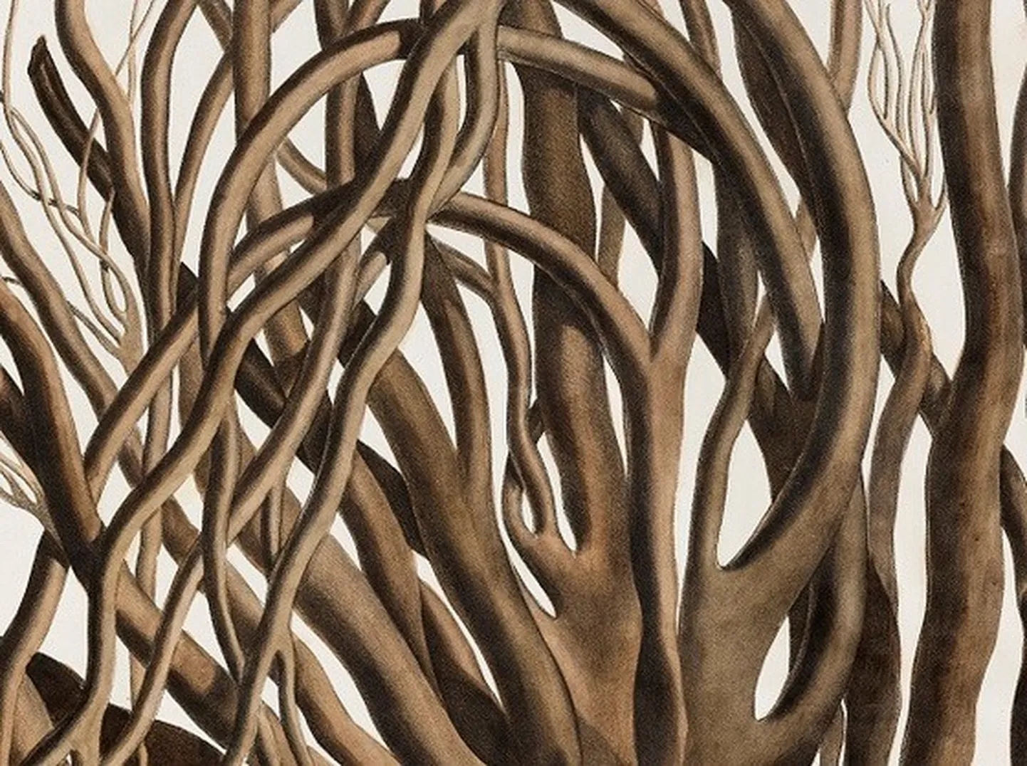 Durvillea utilis. Illustratsioon Alexander Postelsi ja Franz Joseph Ruprechti teosele „Illustrationes algarum“ (Vetikate pildid). Peterburi, 1840