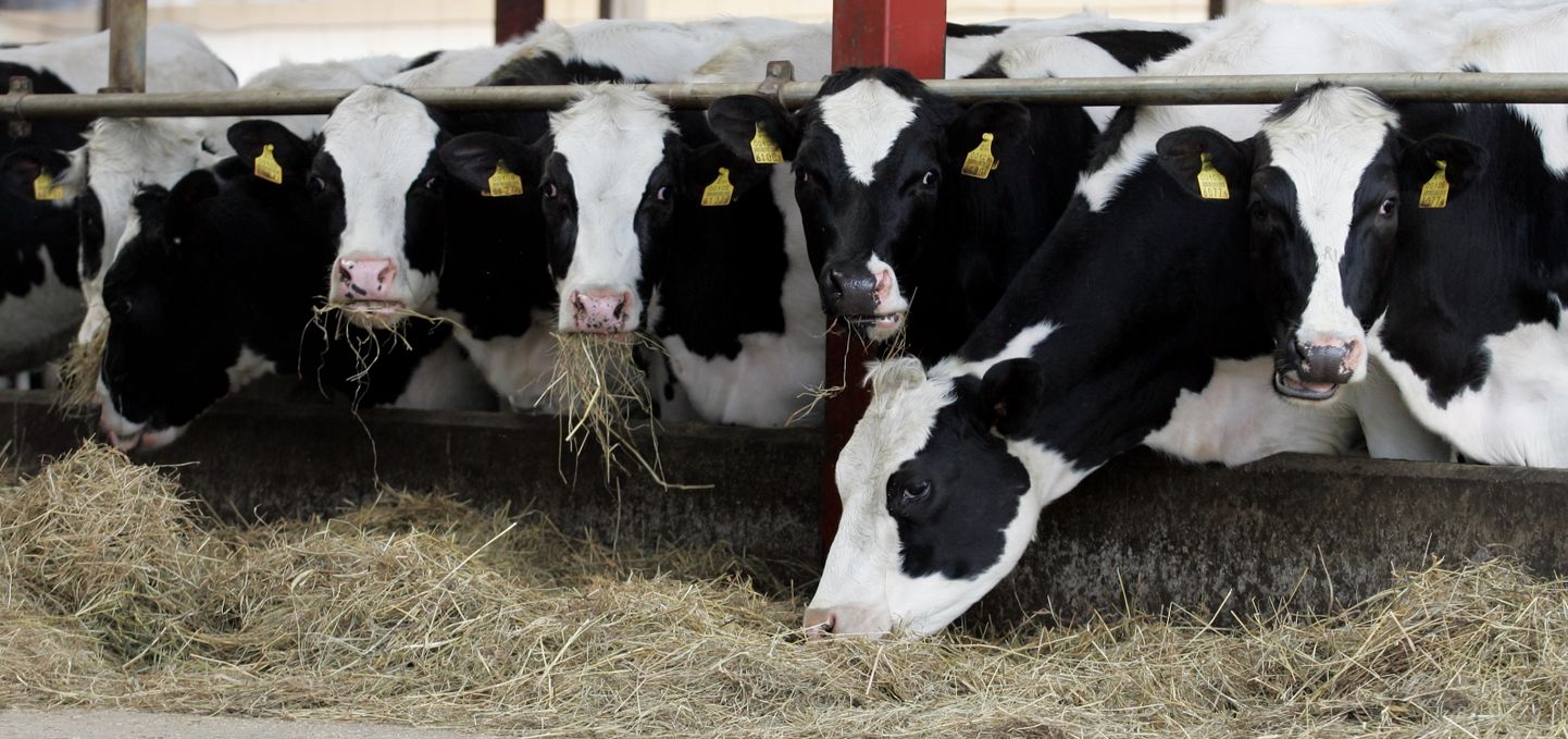 Põllumajandussektorile suunatud erakorralisest toetusest viiendik on mõeldud piimalehmakasvatajatele.