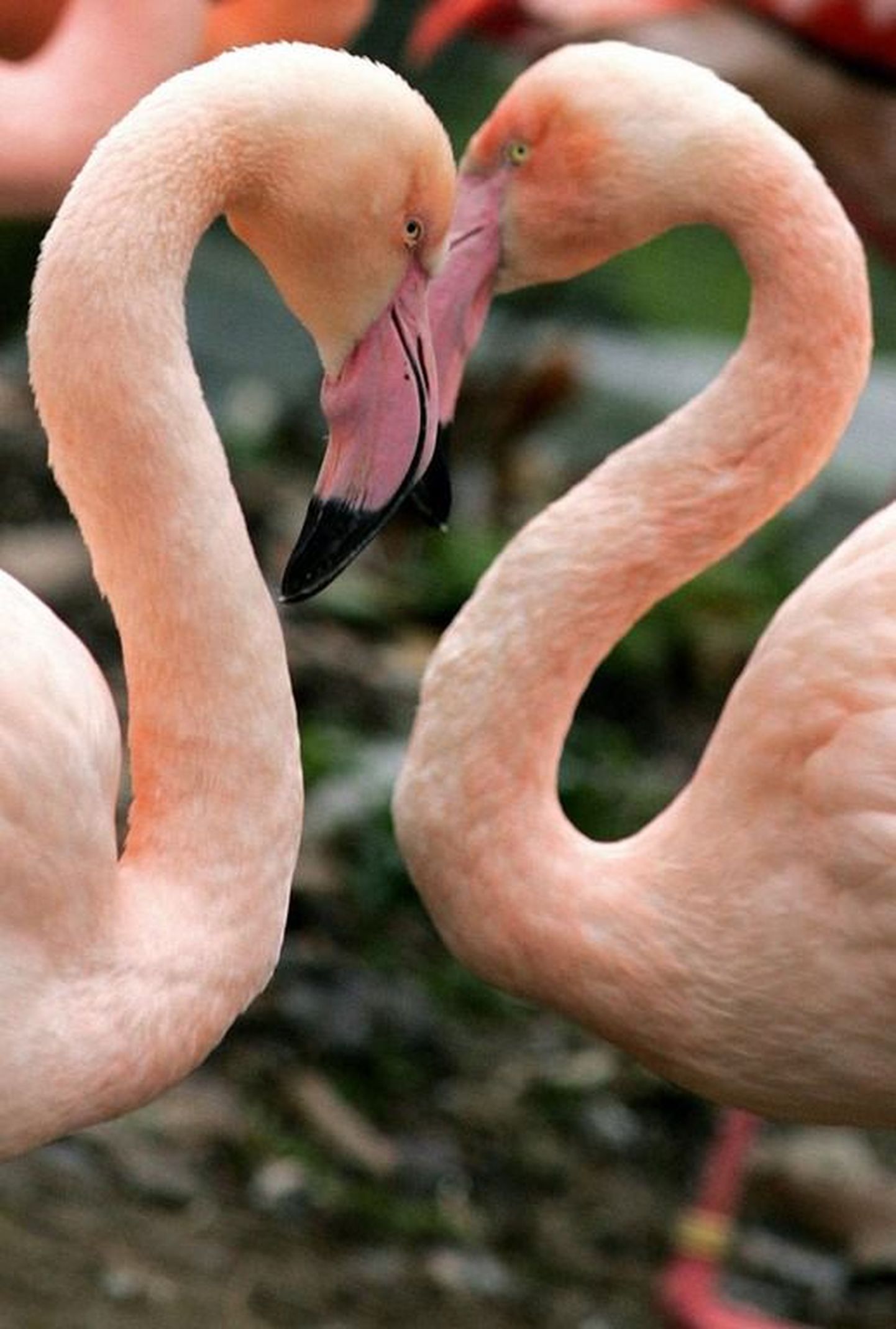 Valentinipäev: need flamingod väljendavad Londoni loomaaias oma ühtekuuluvust teineteisele.
