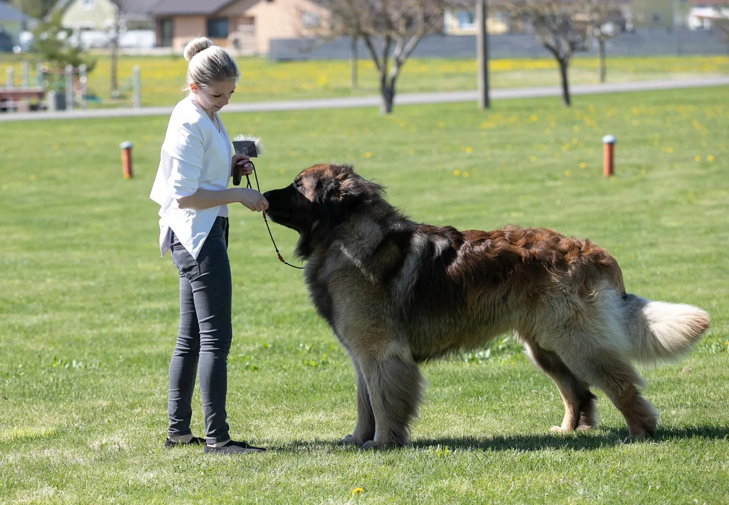 Enely Sööt ja 80-kilone leonberger Sushi.