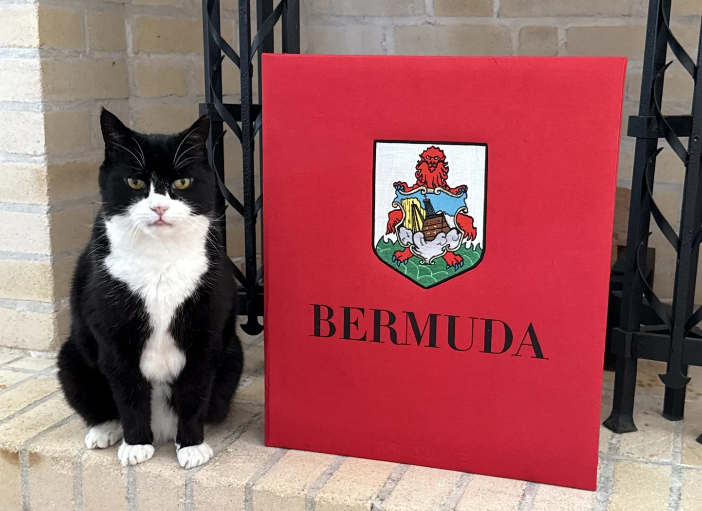Bermudale diplomaatilisele tööle saadetud Briti riigiteenistuja kass Palmerston.