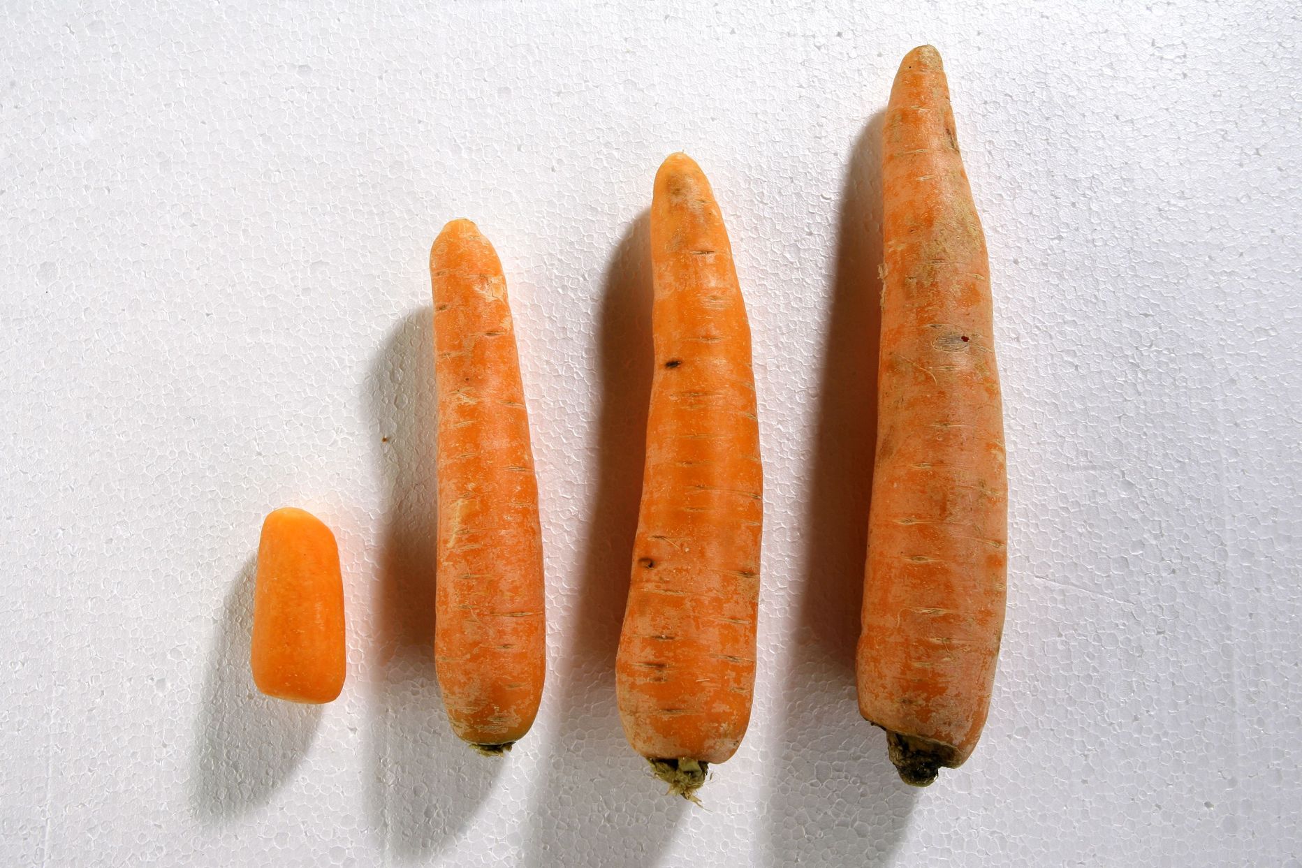 Beebiporgand (vasakul) on tavalisest porgandist tunduvalt väiksem, kuid samas kallim.