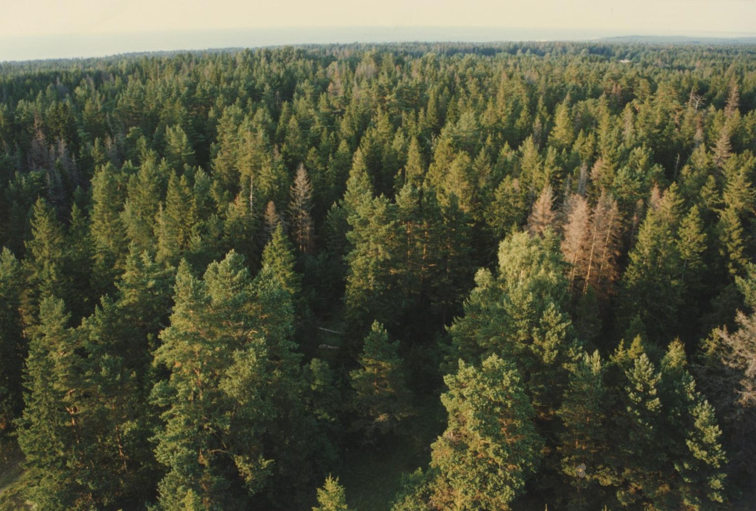 Veerandsajanditagune vaade Kõpu tuletornist Hiiumaa metsadele. Nüüdseks on ligi kaks kolmandikku saare raieküpsest riigimetsast range kaitse all, kuid erametsades käib agar raietegevus.