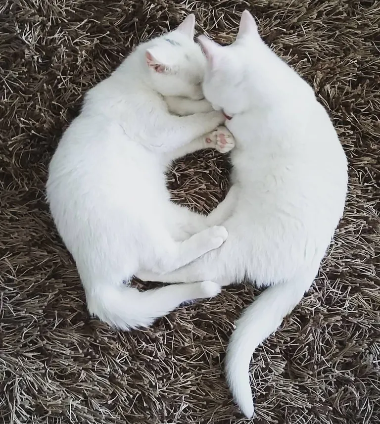 Villi ja Vallu. Foto:
