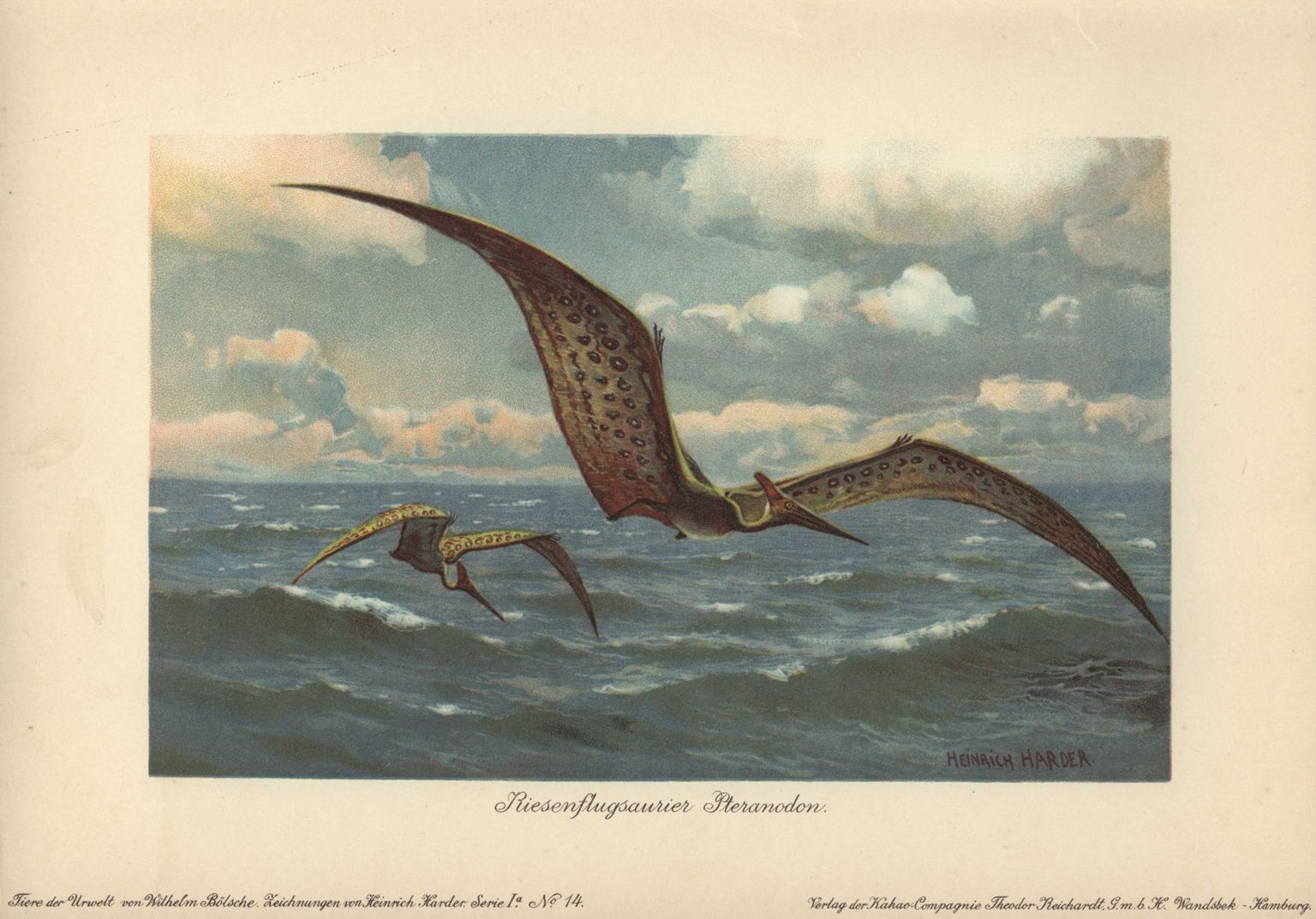 7JP-F1-0948-000620 (1804377)ORIGINAL:Pteranodon (from the Greek for 'wing' and 'toothless') were large flying pterosaurs from the Late Cretaceous period with a wingspan of up to nine meters. ||Colour printed illustration by Heinrich Harder from 'Tiere der Urwelt' Animals of the Prehistoric World, 1916, Hamburg. Heinrich Harder (1858-1935) was a German landscape artist and book illustrator. From a series of prehistoric creature cards published by the Reichardt Cocoa company. Natural historian Wilhelm Bolsche wrote the descriptive text.|