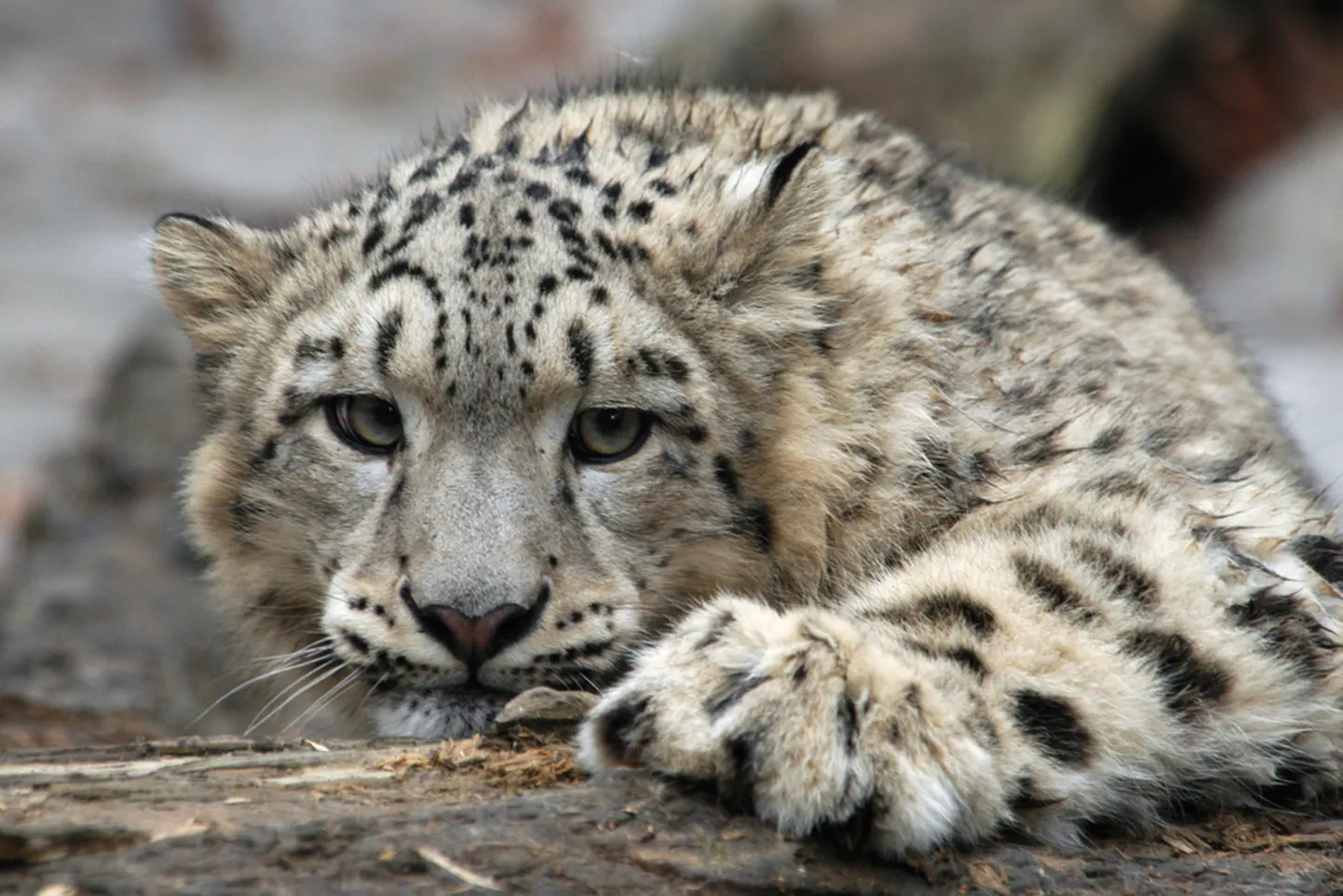 Lumeleopard. Pilt on illustratiivne.