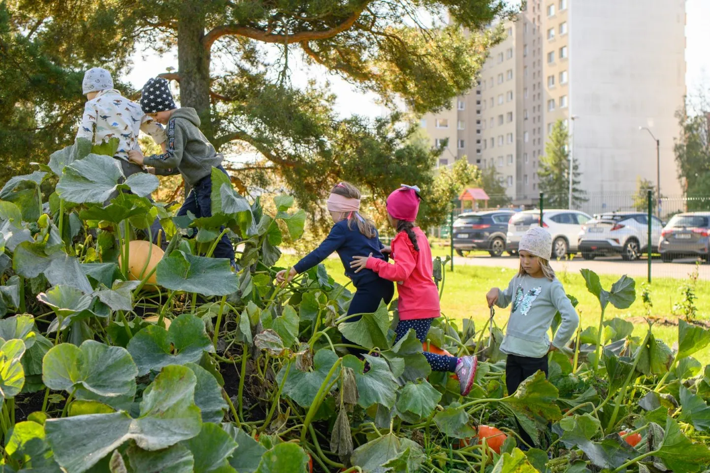 Tallinna Kihnu lasteaia õppeaed.