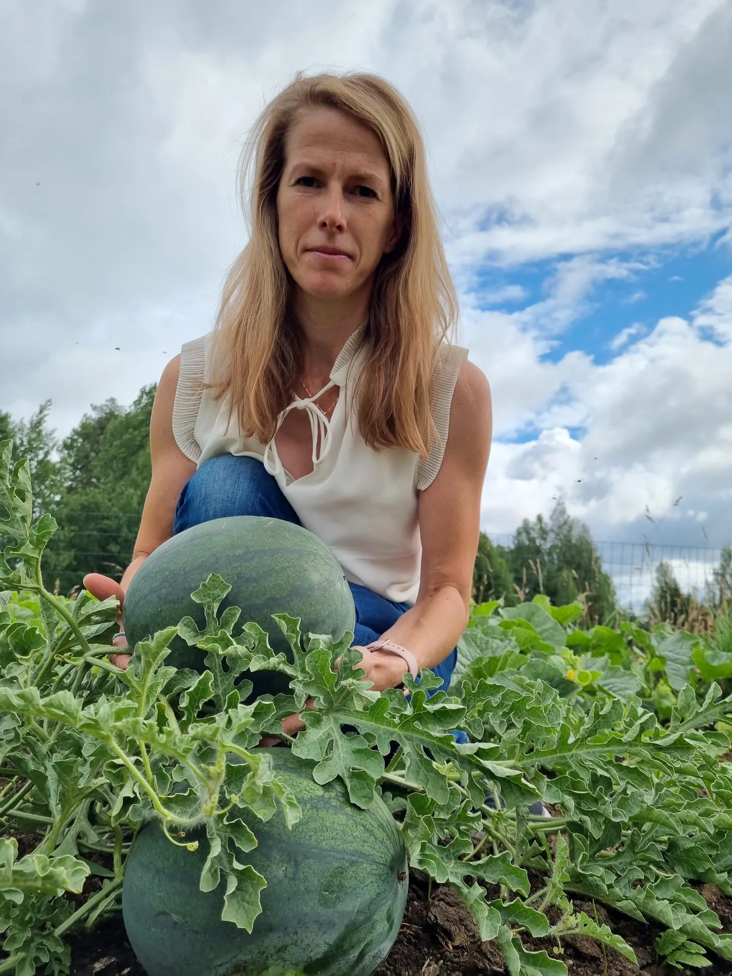 Maarja Koivuoja ütles, et ehkki esimene külm võttis arbuusitaimedel lehed ära, taastusid taimed ilusti ja kuum suvi paistab arbuusidele kasvamiseks sobivat.
