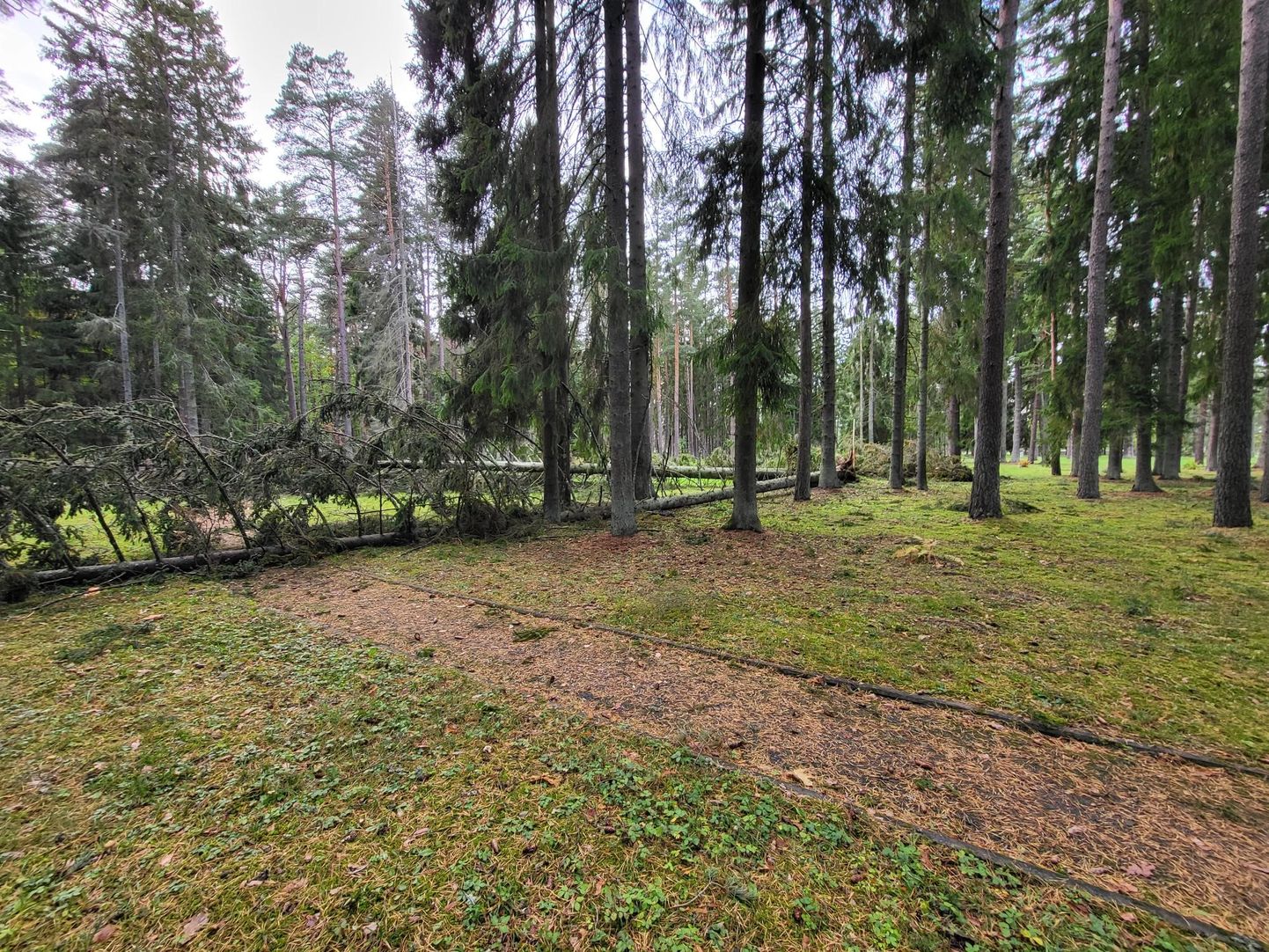 Eelmise aasta oktoobritorm langetas Oru pargis hulganisti puid.