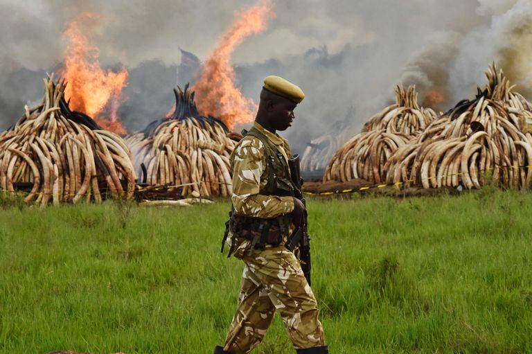 Konfiskeeritud elevandivõhkade hävitamine Keenias.
