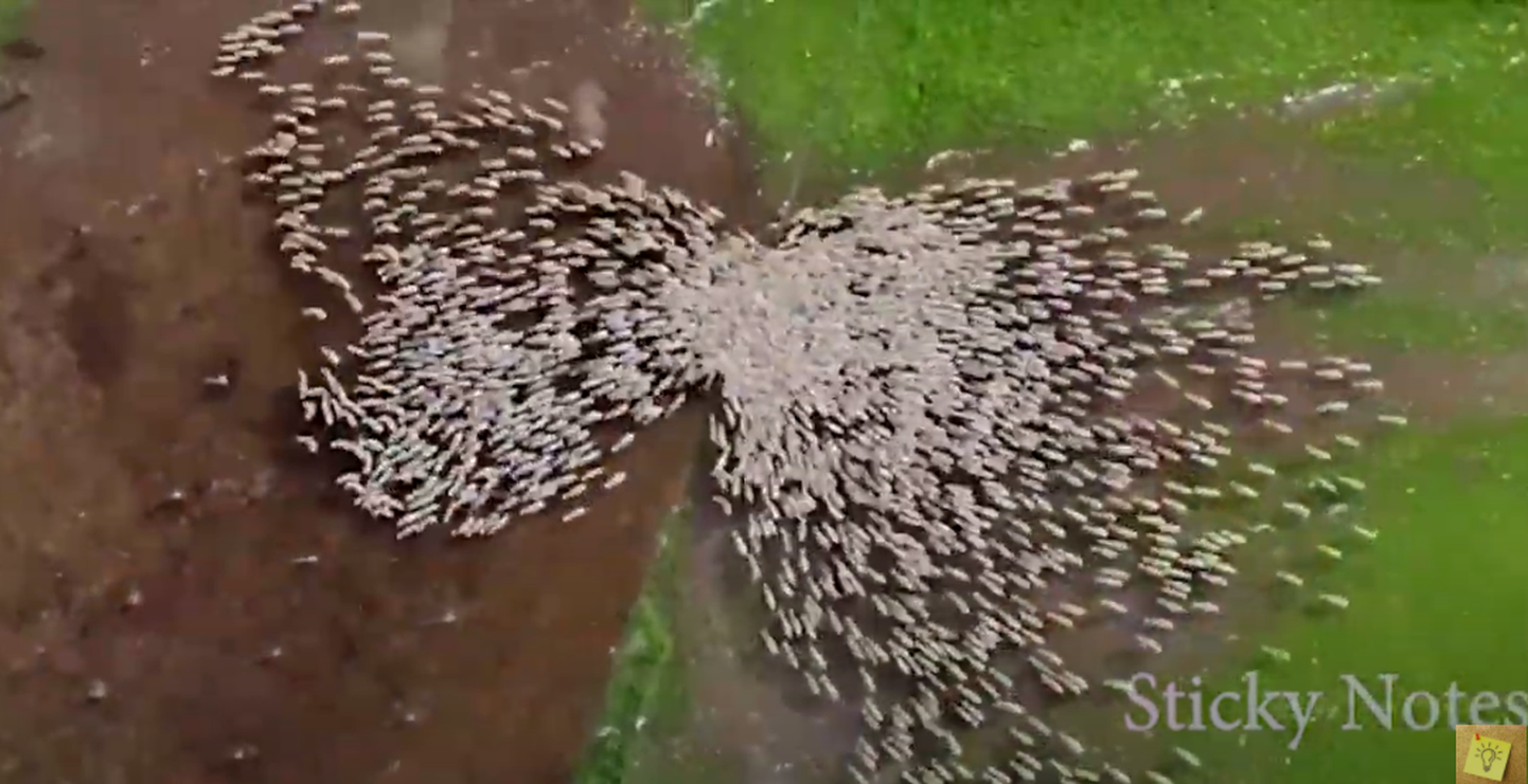 Iisraeli fotograaf Lior Patel tegi lammastest droonivideo, millel on loomi näha «voolamas nagu jõgi»