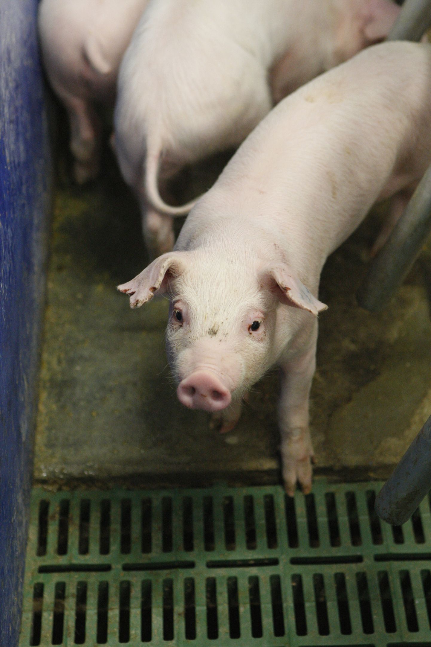 Aastatel 2015–2017 nakatus Eestis seakatku 27 farmi loomad, sead hukati ja hooned desinfitseeriti. Praguseks on enamuses neist tootmine taastatud.