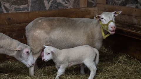 Распространяющаяся в Европе оспа овец и коз может достичь и Эстонии